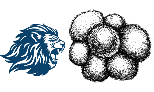 Lion's Mane Mushrooms for Enhanced Focus
